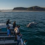 Whale Watching Knysna - Close Encounter Experience Ocean Odyssey - The Value of the Tour: Is It Worth the Price?