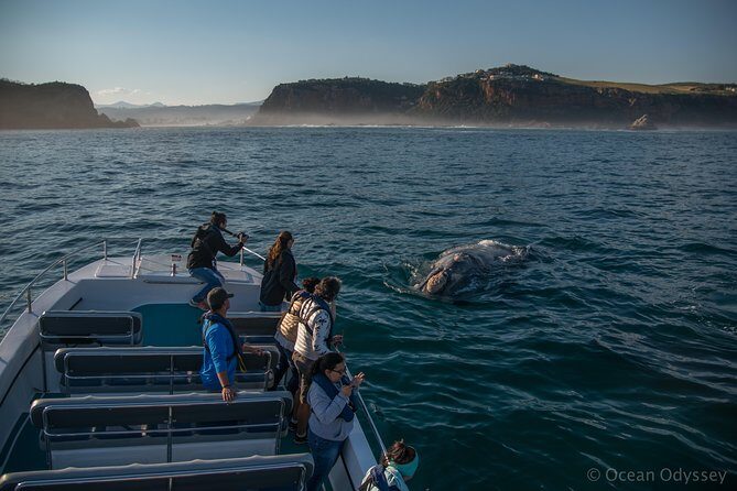 Whale Watching Knysna - Close Encounter Experience Ocean Odyssey - The Value of the Tour: Is It Worth the Price?