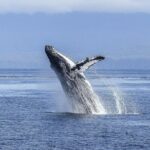 Whale Watching Tour from Cape Town - The Itinerary Breakdown