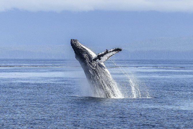 Whale Watching Tour from Cape Town - The Itinerary Breakdown