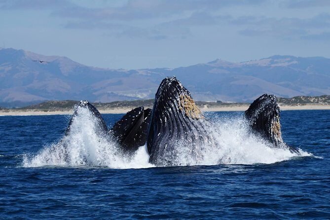 Whale Watching Tour - Practical Tips for Your Monterey Whale Watching Trip