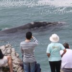 Whale Watching Walking Tours (Land-Based) - from JUNE 2025 - FAQs