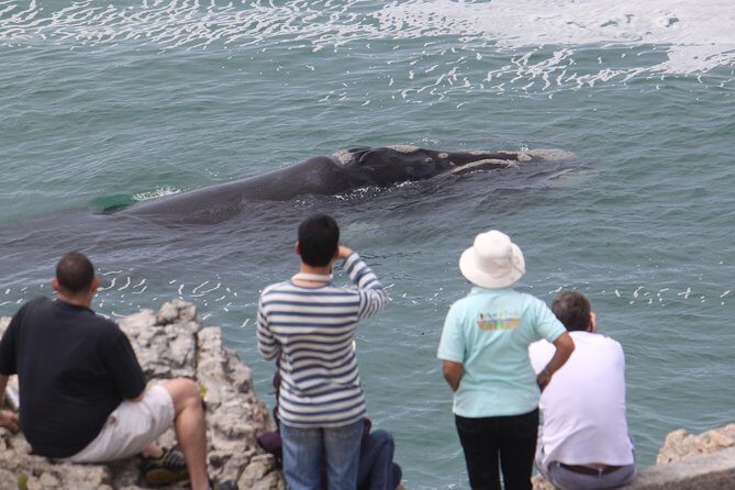 Whale Watching Walking Tours (Land-Based) - from JUNE 2025 - FAQs