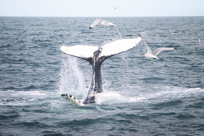 Whales and Puffins Tour from Husavik - The Wildlife Encounters