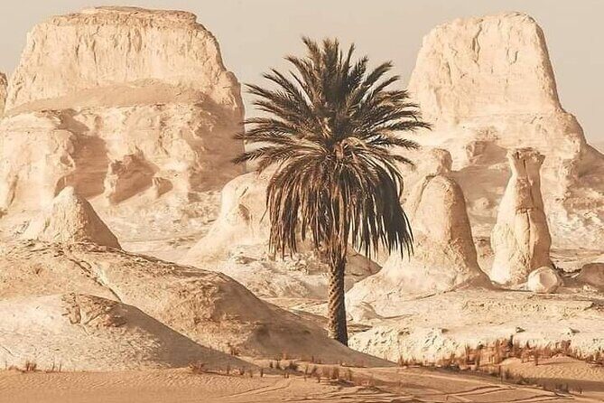 White Desert Awaits Ultimate Safari Adventure - What’s Included and What to Expect
