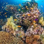 White Island & Ras Mohamed Boat Trip & Diving , lunch from Sharm - The Real Value: Beyond the Price Tag