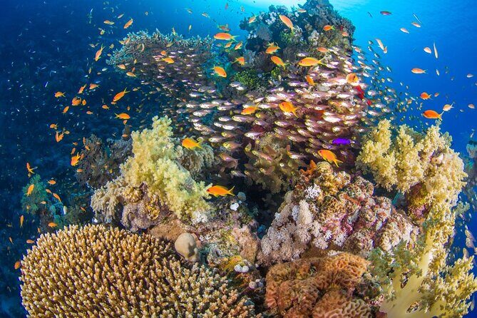 White Island & Ras Mohamed Boat Trip & Diving , lunch from Sharm - The Real Value: Beyond the Price Tag