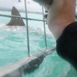 White Shark Cage Full Day Tour in Cape Town - Equipment, Safety, and Comfort
