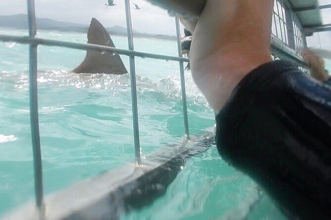 White Shark Cage Full Day Tour in Cape Town - Equipment, Safety, and Comfort