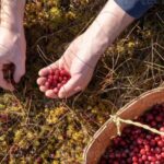 Wild forest mushrooms and berries picking tour - Exploring the Beauty of Finnish Forests