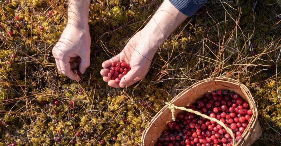 Wild forest mushrooms and berries picking tour - Exploring the Beauty of Finnish Forests
