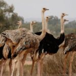 Wild National Park & Sahara Desert including Couscous & Tajine - Authentic Insights from Reviewers