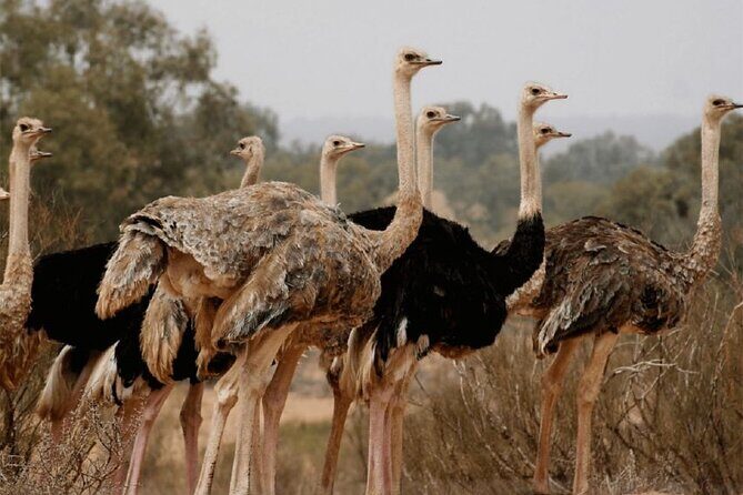 Wild National Park & Sahara Desert including Couscous & Tajine - Authentic Insights from Reviewers