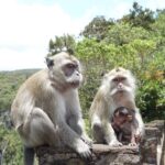 Wild South West Tour : SAFARI & TULAWAKA CASELA PARK & LE MORNE - Frequently Asked Questions