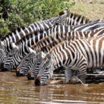Wildebeest Migration in Masai Mara and Sightseeing 4 Days Tour - Final Thoughts: Who Will Love This Tour?