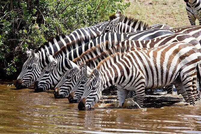 Wildebeest Migration in Masai Mara and Sightseeing 4 Days Tour - Final Thoughts: Who Will Love This Tour?