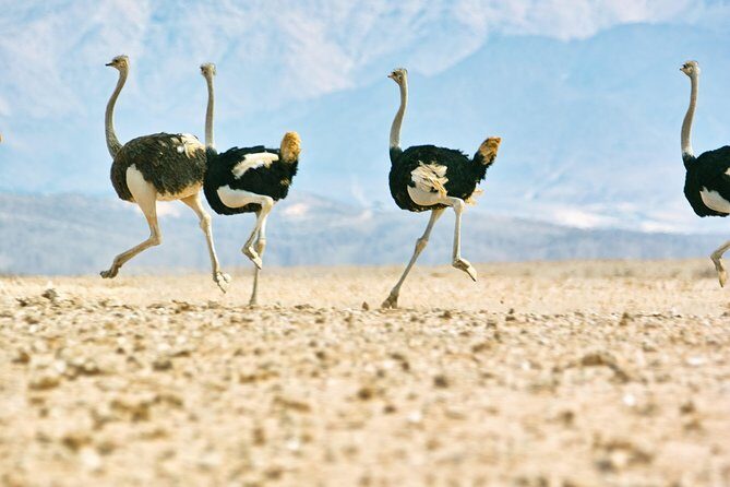Wildlife and Landscape Tour- full-day (7hours) from Walvis Bay - What Makes This Tour Special?