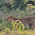 Wildlife Capital: Half-Day Safari at Nairobi National Park - What to Expect from the Tour