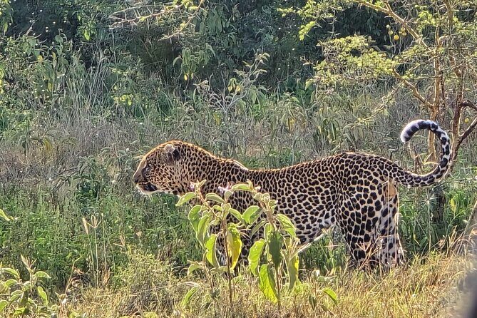 Wildlife Capital: Half-Day Safari at Nairobi National Park - What to Expect from the Tour