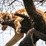 Wildlife Extravaganza: Manyara, Tarangire & Ngorongoro in 3 Days - Transportation, Accommodation, and Meals
