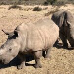 Wildlife Safari, Olive, Beer/Wine Tasting Day Tour from Cape Town - Who Will Love This Tour?