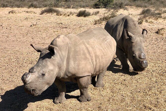 Wildlife Safari, Olive, Beer/Wine Tasting Day Tour from Cape Town - Who Will Love This Tour?