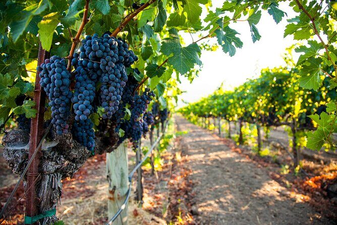Willamette Valley Full-Day Wine Tour from Portland - The Wineries: Highlights and What to Expect