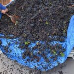 Wine Experience - Why This Tour Works for You