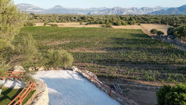 Wine experience in Dorgali in the heart of the Cannonau Classic Zone - The Itinerary: What to Expect During Your Visit