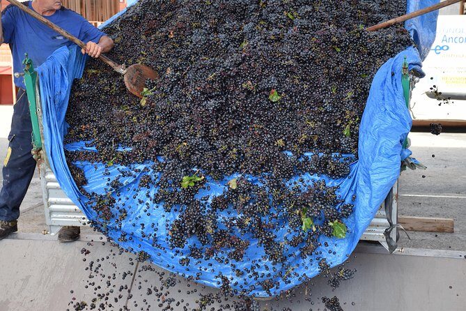Wine Experience - Why This Tour Works for You