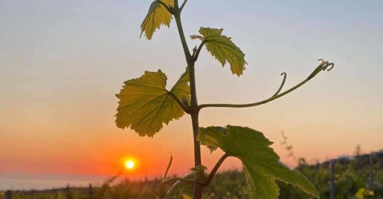 Wine Tasting & Ancient Olive Tree 3 Hours Tour  Private - Who Will Love This Tour?