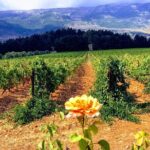 Wine Tasting and Culture - Who Will Appreciate This Tour?