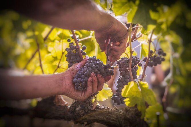 Wine Tasting & Tour Premium - The Experience & What You Can Expect