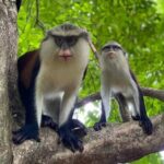 Wli Waterfall and Tafi Atome Monkey Sanctuary Tour - FAQ
