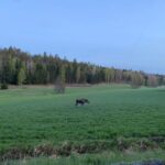 Wolf and Wildlife Tracking in Sweden - Authenticity and Real Experiences: What Travelers Say