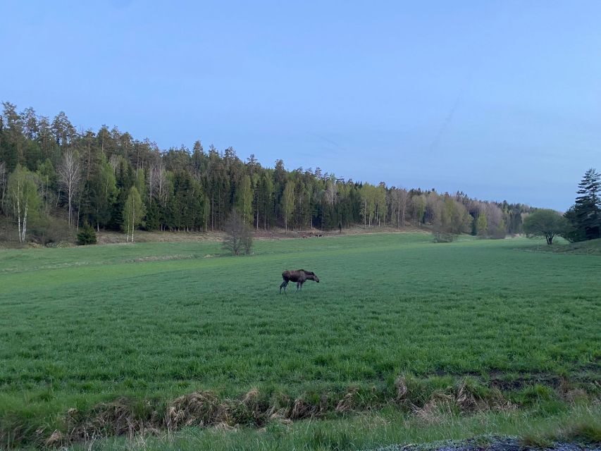 Wolf and Wildlife Tracking in Sweden - Authenticity and Real Experiences: What Travelers Say