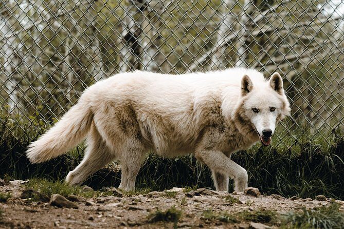 Wolf Experience - Reviews: What Visitors Are Saying