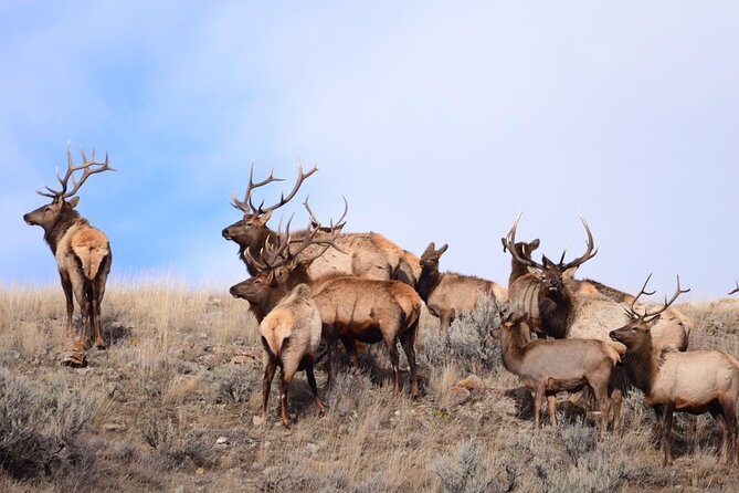 Yellowstone and Grand Teton 4 Day 3 Night Wildlife Adventure - Transport, Group Size, and Overall Comfort
