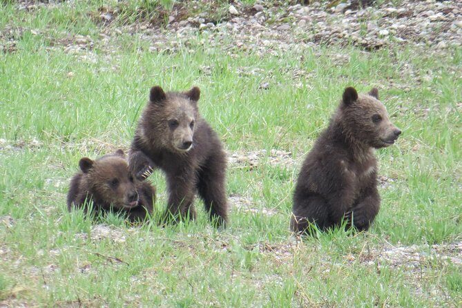 Yellowstone National Park - Full-Day Lower Loop Tour from West Yellowstone - Detailed Breakdown of the Itinerary