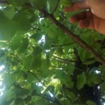 Yerevan: Khor Virap, Garni, Geghard, Echmiadzin, & Zvartnots - The Sum Up