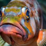 Your first introductory dive in Lanzarote with FREE photos. - Frequently Asked Questions