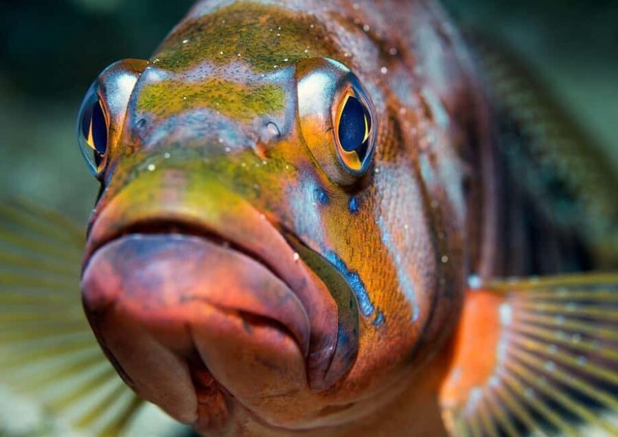 Your first introductory dive in Lanzarote with FREE photos. - Frequently Asked Questions