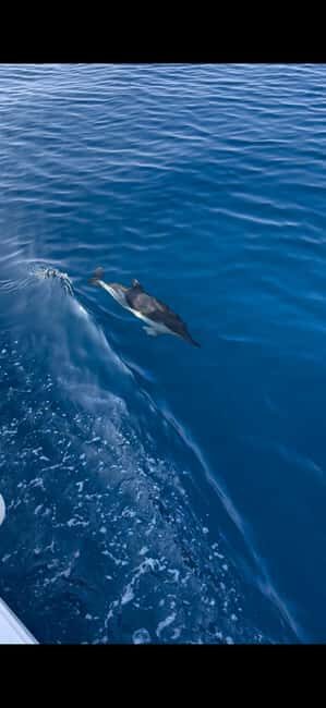 Zadar: Sveti Filip i Jakov Dolphin Watching Morning Tour - Why This Tour Offers Real Value