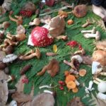Zagreb through plants: an urban and botanical walk - The Value of the Experience