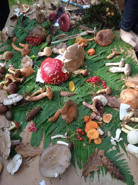 Zagreb through plants: an urban and botanical walk - The Value of the Experience