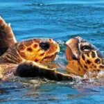 Zakynthos: Turtle Spotting Boat Trip in Laganas Bay - Why You’ll Love This Experience