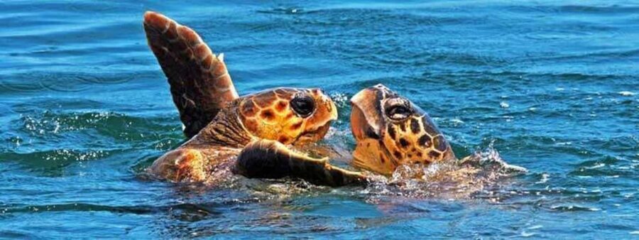 Zakynthos: Turtle Spotting Boat Trip in Laganas Bay - Why You’ll Love This Experience