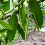 Zanzibar Private Tour National Park Jozani forest and Spice farm - Practical Details and Considerations