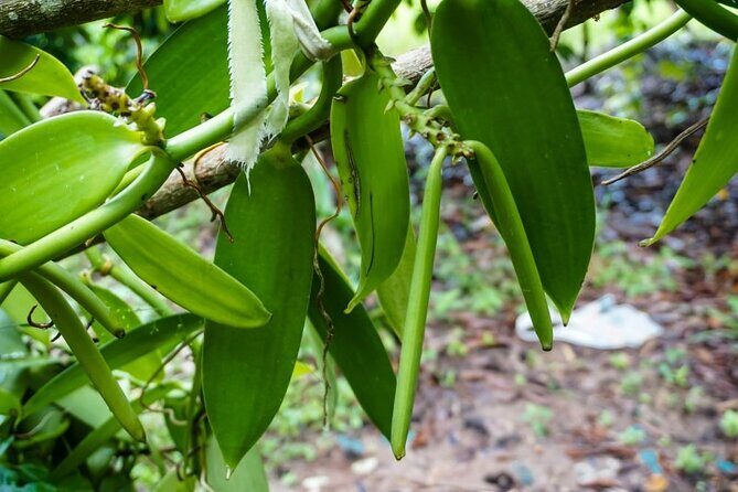 Zanzibar Private Tour National Park Jozani forest and Spice farm - Practical Details and Considerations