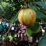 Zanzibar Spice Farm Tour - The Detailed Breakdown of the Zanzibar Spice Farm Tour